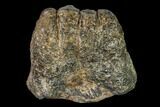 Bargain, Partial, Fossil Stegodon Molar - Indonesia #149735-2